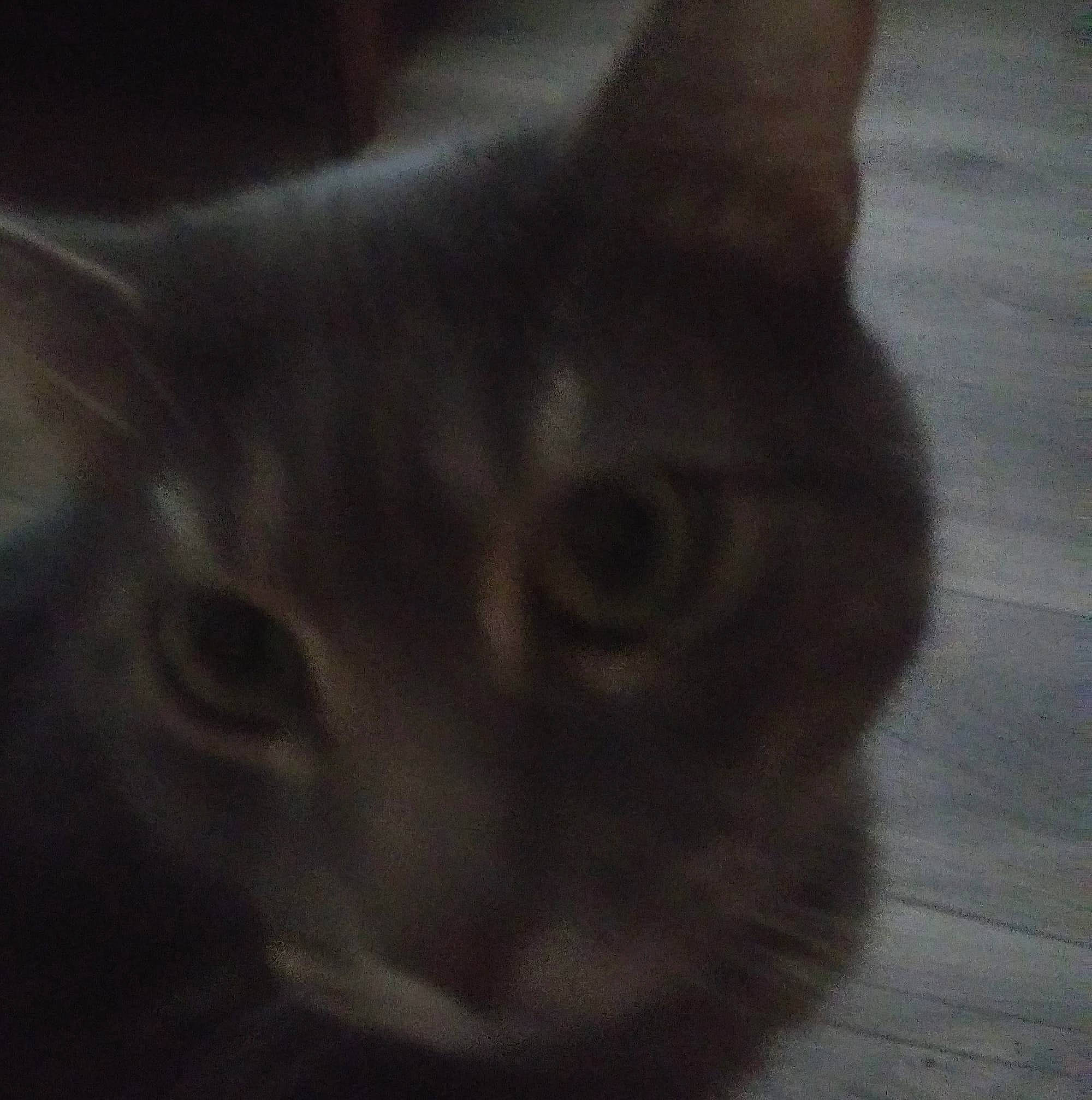 Shadow joined the competition — help win amazing prizes! black_cat, carnivore, cat, darkness, domestic_short_haired_cat, ear, felidae, fur, grey, hardwood, paw, small_to_medium_sized_cats, snout, terrestrial_animal, whiskers