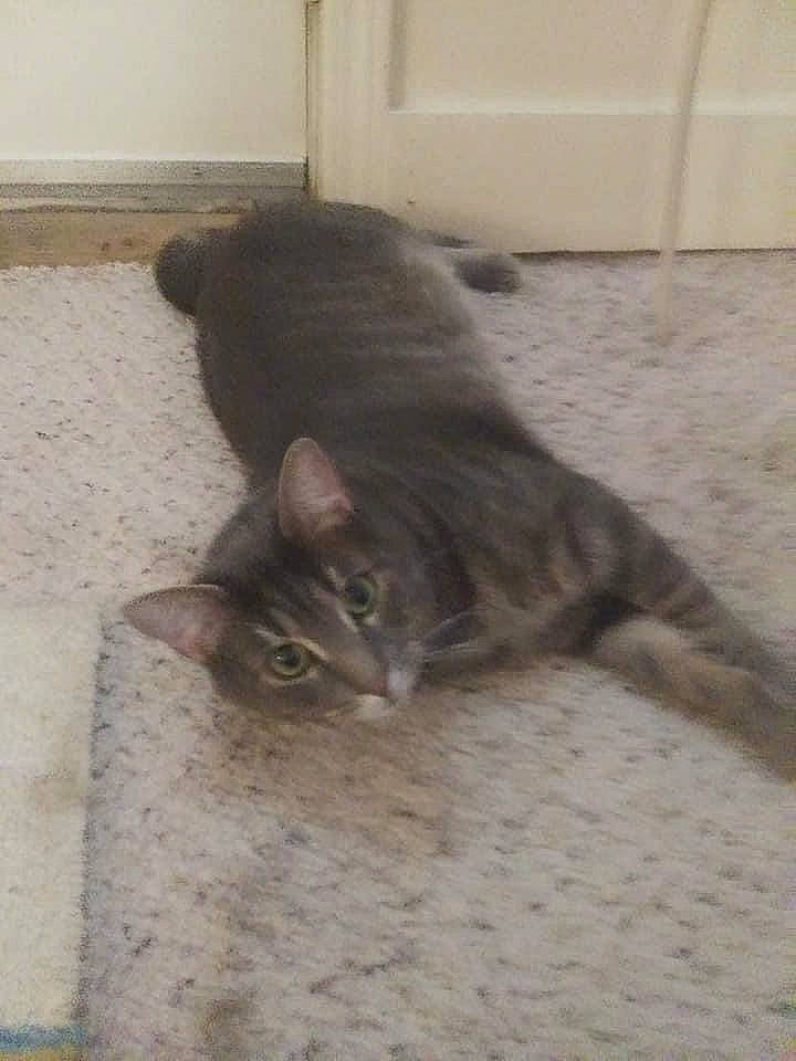 Shadow is registered to the contest to win money with this photo: carnivore, cat, domestic_short_haired_cat, felidae, floor, flooring, fur, grey, hardwood, paw, small_to_medium_sized_cats, tail, terrestrial_animal, whiskers, wood