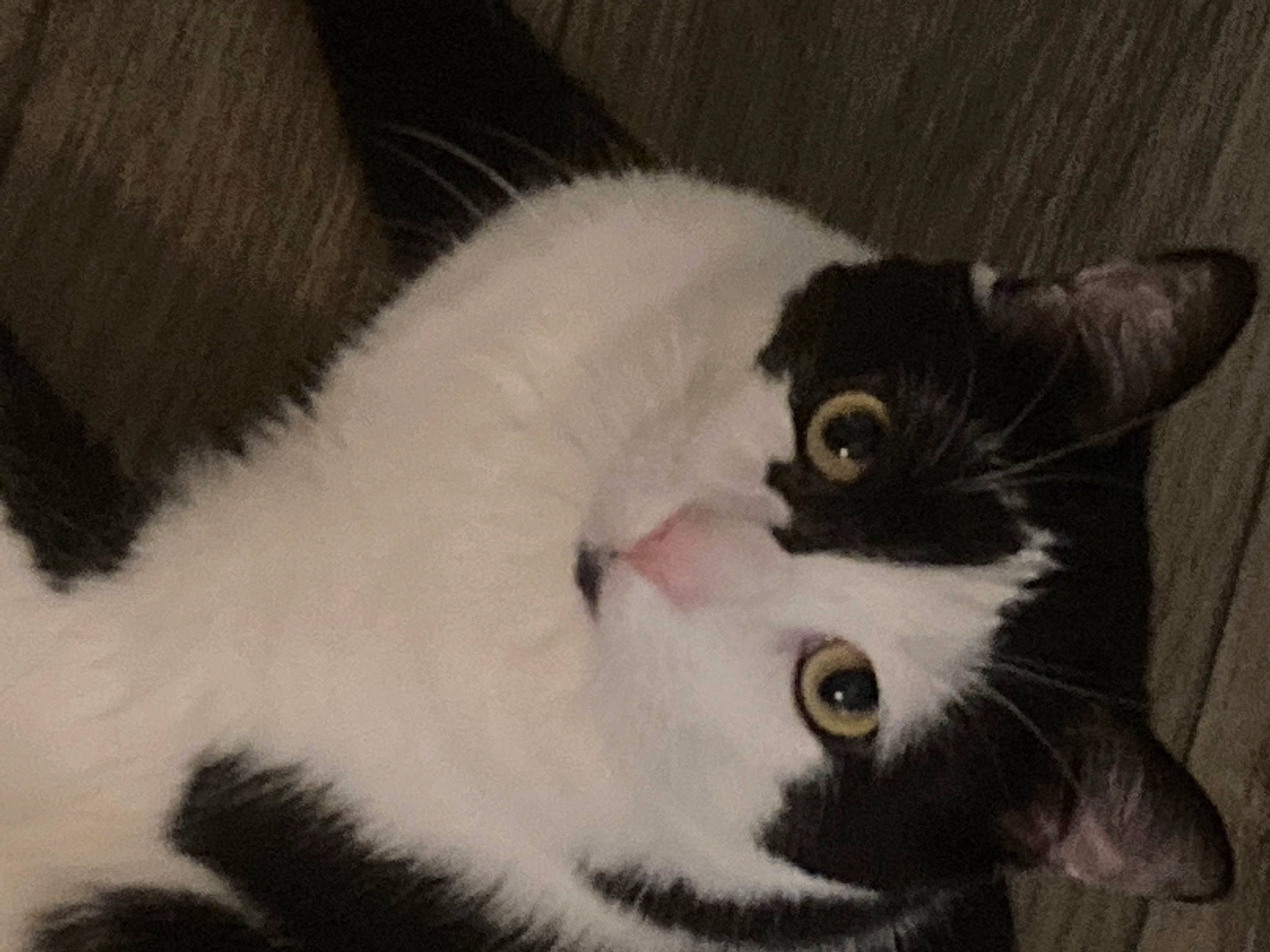 Domino is registered to the contest to win money with this photo: carnivore, cat, claw, comfort, domestic_short_haired_cat, ear, felidae, fur, monochrome_photography, paw, small_to_medium_sized_cats, snout, tail, whiskers