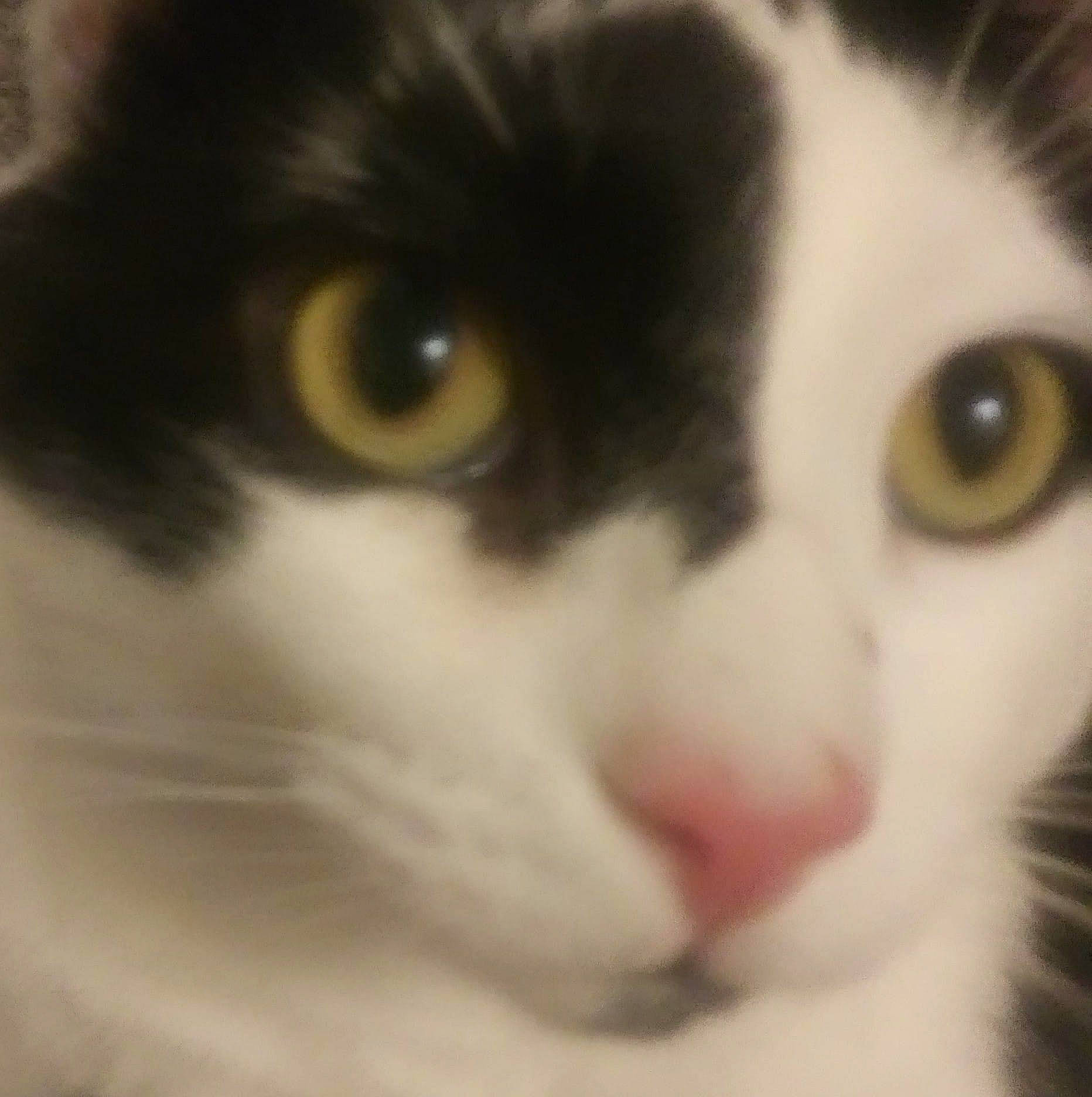 Domino joined the competition — help win amazing prizes! carnivore, cat, domestic_short_haired_cat, felidae, fur, head, small_to_medium_sized_cats, snout, whiskers