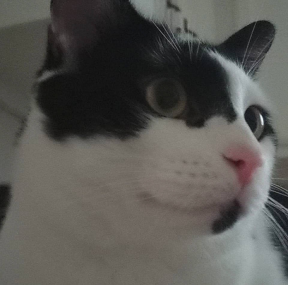 Domino joined the competition — help win amazing prizes! carnivore, cat, domestic_short_haired_cat, felidae, fur, monochrome_photography, small_to_medium_sized_cats, snout, whiskers, window