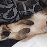 cat, siamese, lying_down, paws, tongue_out, sleeping, pet, animal, fur, whiskers, indoor, blanket, pattern, cute, relaxed, resting, mammal, feline, sleep, cozy