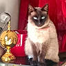 Sérafina participe au concours pour gagner de l'argent avec cette photo : cat, siamese_cat, blue_eyes, animal, pet, feline, indoor, red_curtain, golden_decor, decorative_object, reflection, table, fur, whiskers, ears, sitting, looking, domestic_animal, household, close_up