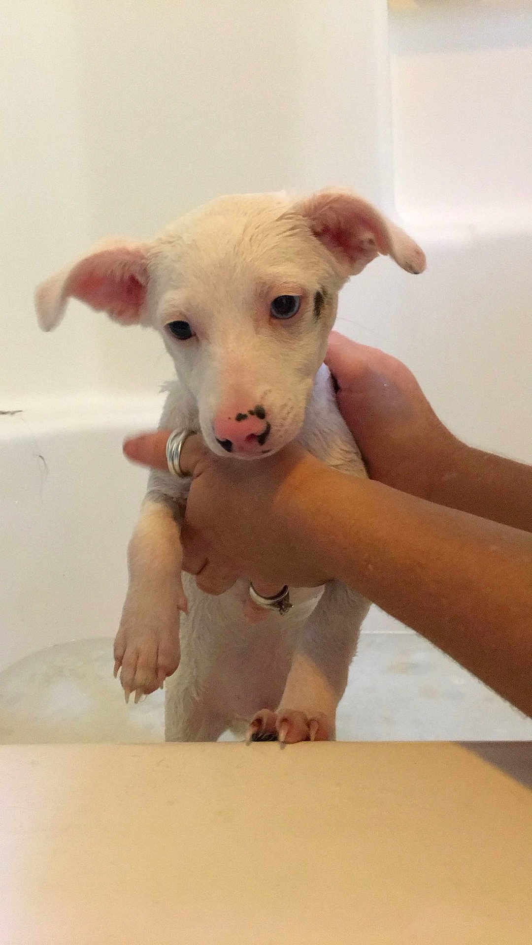 Wilbur joined the competition — help win amazing prizes! puppy, dog, wet, bathtub, hands, pet, animal, cute, pink_nose, white_fur, indoor, bath, young_dog, claws, ears, snout, domestic_animal, holding, water, bath_time