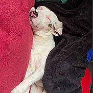 Wilbur joined the competition — help win amazing prizes! dog, sleeping, blanket, white_dog, paw, cozy, relaxed, indoors, pet, animal, fur, resting, cute, snout, pink_nose, black_spot, comfort, soft, domestic_animal, nap