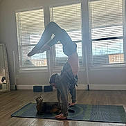 Gus joined the competition — help win amazing prizes! person, cat, yoga, handstand, indoor, yoga_mat, window_blinds, hardwood_floor, sunlight, stretching, balance, pet, home, exercise, mirror, flannel_shirt, looking_up, long_hair, acrobatics, relaxed