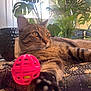 cat, tabby_cat, pet, indoor_plant, houseplant, pink_ball, toy, paw, whiskers, leaf, window_light, sunflare, relaxed, lounging, cushion, closeup, portrait, feline, plant_pot, striped_fur