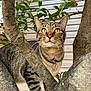Gus is registered to the contest to win money with this photo: cat, tabby_cat, tree, tree_trunk, branch, leaves, whiskers, yellow_eyes, porch_siding, outdoor, pet, feline, stripes, close_up, portrait, curious, nature, climbing, bark, nose