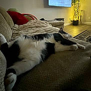 Ding Dong is registered to the contest to win money with this photo: cat, feline, black_and_white_cat, sofa, couch, blanket, living_room, indoor, pet, sleeping, relaxed, stretching, paw, fur, whiskers, pillow, television, rug, hardwood_floor, lamp