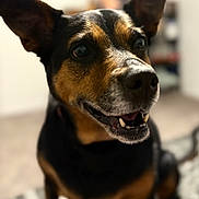 Bonnie is registered to the contest to win money with this photo: dog, pet, animal, black_and_brown, ears, smiling, indoor, portrait, closeup, fur, canine, happy, muzzle, tongue, teeth, sitting, domestic, cute, friendly, companion