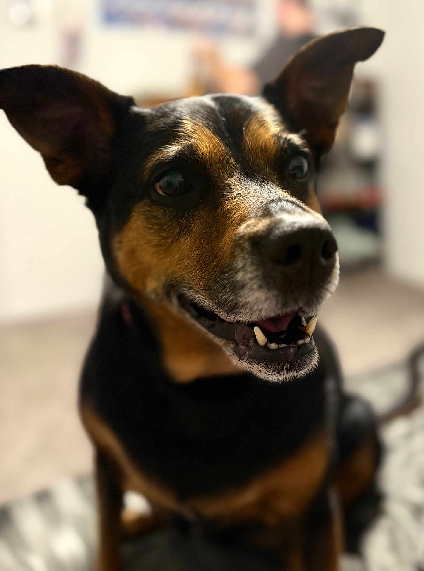 Bonnie is registered to the contest to win money with this photo: dog, pet, animal, black_and_brown, ears, smiling, indoor, portrait, closeup, fur, canine, happy, muzzle, tongue, teeth, sitting, domestic, cute, friendly, companion