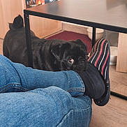 Ursula a rejoint le concours — aidez-le/la à gagner de superbes lots ! dog, pug, black_dog, jeans, legs, slippers, striped_slippers, table, floor, indoor, wooden_floor, furniture, pet, curious, cozy, home, casual, candid, animal, domestic