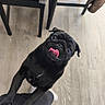 animal, black_dog, canine, companion, cute, dog, domestic, floor, furniture, happy, home, indoor, legs, paw, person, pet, playful, pug, tongue_out, wooden_floor