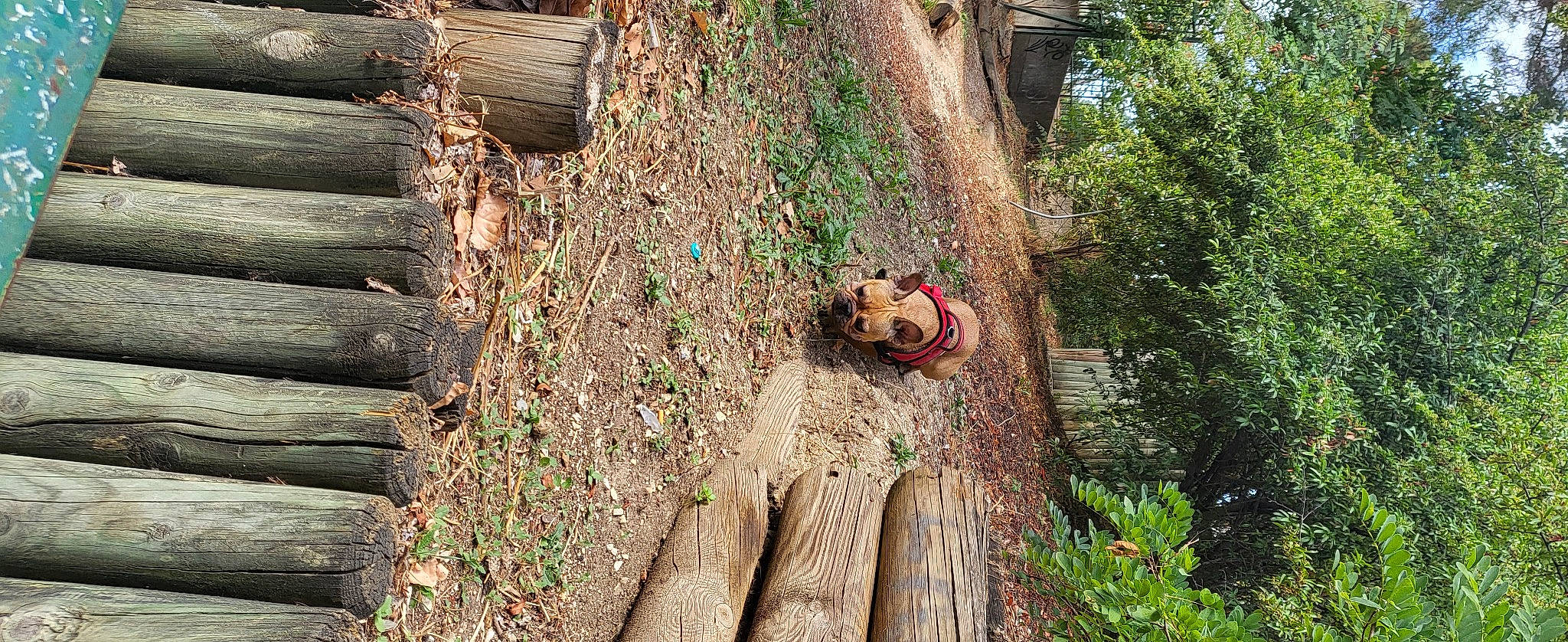Maya participe au concours pour gagner de l'argent avec cette photo : forest, goggles, grass, grass_family, house, jungle, landscape, leisure, lumber, plant, recreation, rock, soil, sunglasses, toy, tree, trunk, twig, wildlife, wood