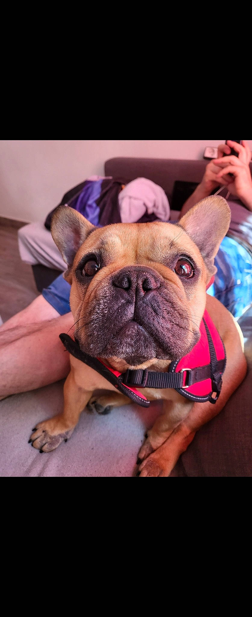 Maya a rejoint le concours — aidez-le/la à gagner de superbes lots ! bulldog, canidae, carnivore, collar, comfort, companion_dog, dog, dog_breed, dog_collar, fawn, flooring, fun, human_leg, molosser, non_sporting_group, pink, sporting_group, working_animal, working_dog, wrinkle