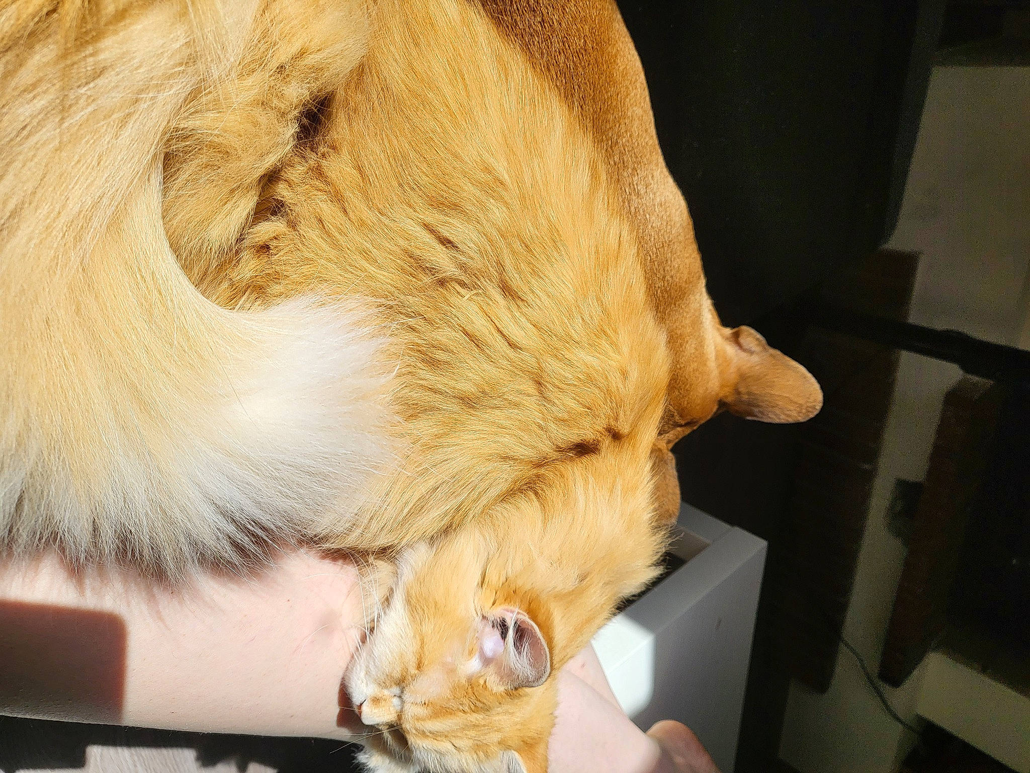 Lilou participe au concours pour gagner de l'argent avec cette photo : big_cats, canidae, carnivore, claw, companion_dog, dog_breed, eye, fawn, felidae, fur, lion, masai_lion, paw, small_to_medium_sized_cats, snout, sporting_group, tail, terrestrial_animal, whiskers, wing