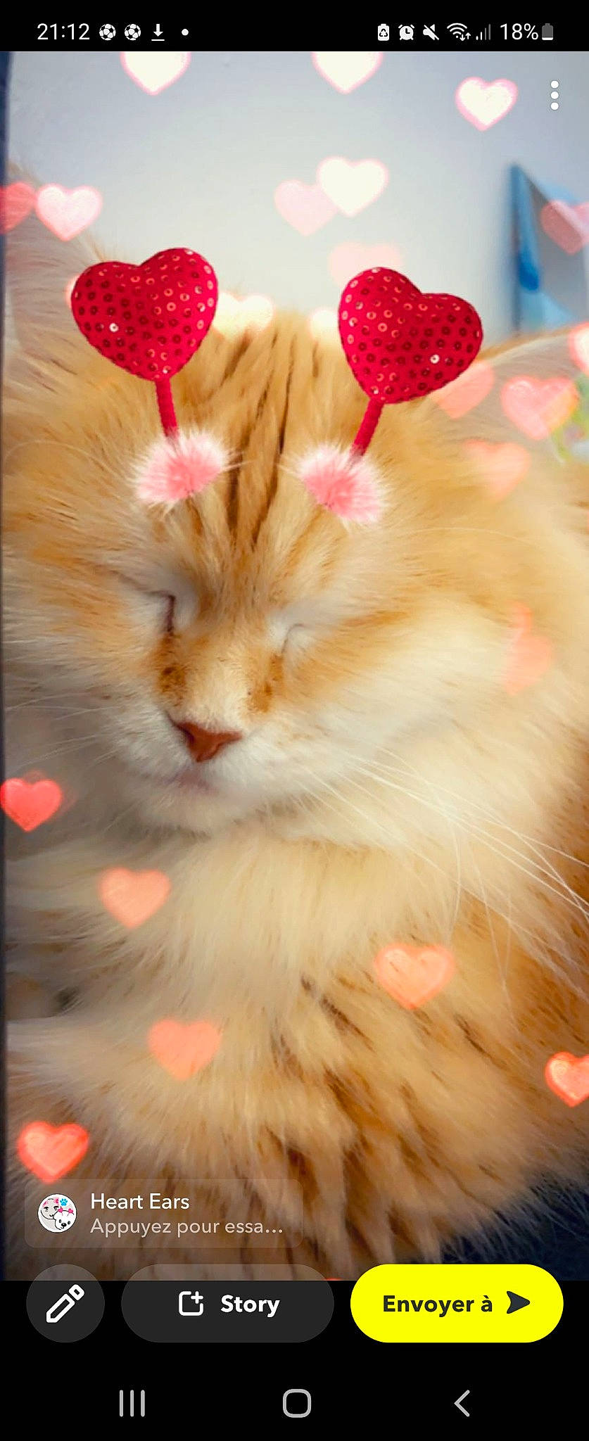 Lilou a rejoint le concours — aidez-le/la à gagner de superbes lots ! art, cat, coquelicot, event, fawn, felidae, flower, fur, happy, holiday, magenta, paw, peach, petal, pink, red, small_to_medium_sized_cats, still_life_photography, tail, whiskers