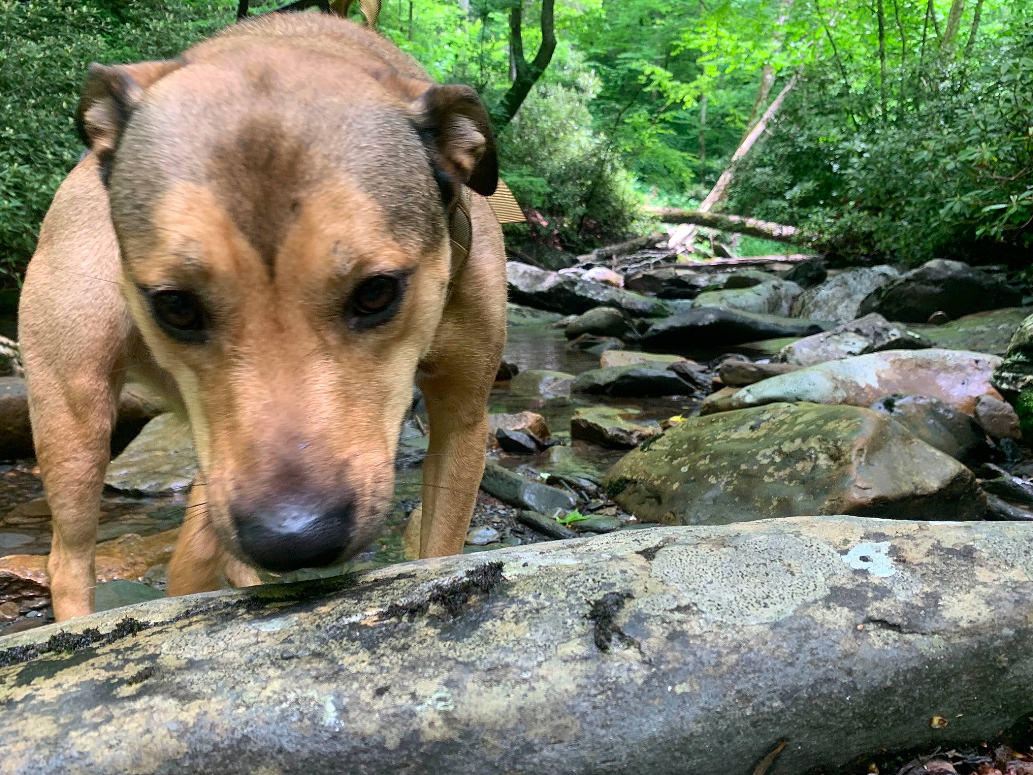 Bristol is registered to the contest to win money with this photo: bedrock, canidae, carnivore, companion_dog, dog, dog_breed, fawn, forest, grass, jungle, landscape, plant, rock, snout, sporting_group, terrestrial_animal, tree, water, whiskers, working_animal