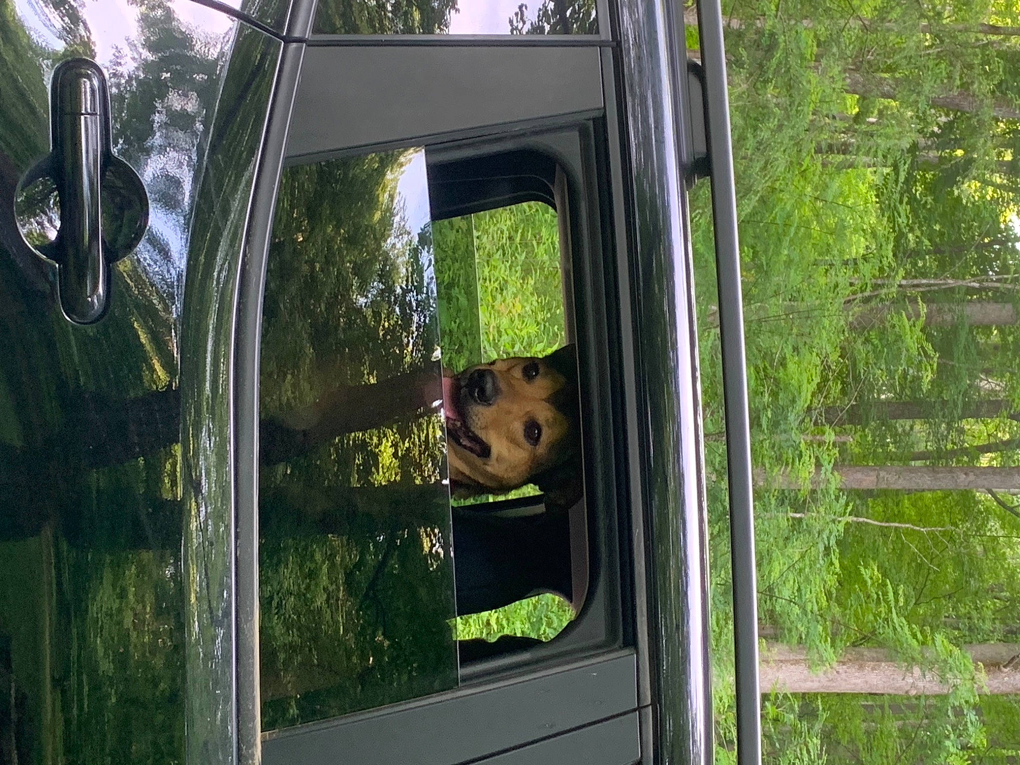 Bristol joined the competition — help win amazing prizes! auto_part, automotive_exterior, automotive_lighting, automotive_tire, automotive_wheel_system, automotive_window_part, carnivore, dog, forest, glass, grass, leisure, motor_vehicle, plant, tree, truck, vehicle, vehicle_door, windshield, wood