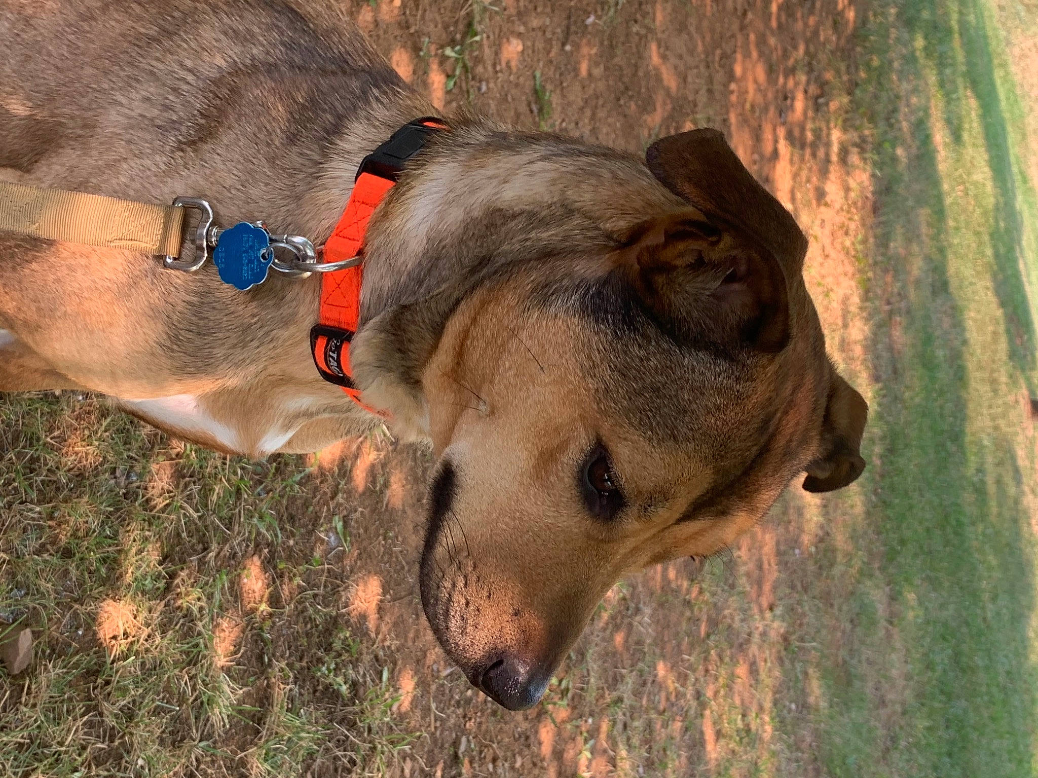 Bristol joined the competition — help win amazing prizes! canidae, carnivore, collar, companion_dog, dog, dog_breed, dog_collar, dog_supply, fawn, fur, grass, guard_dog, pack_animal, pet_supply, snout, sporting_group, terrestrial_animal, whiskers, wood, working_animal