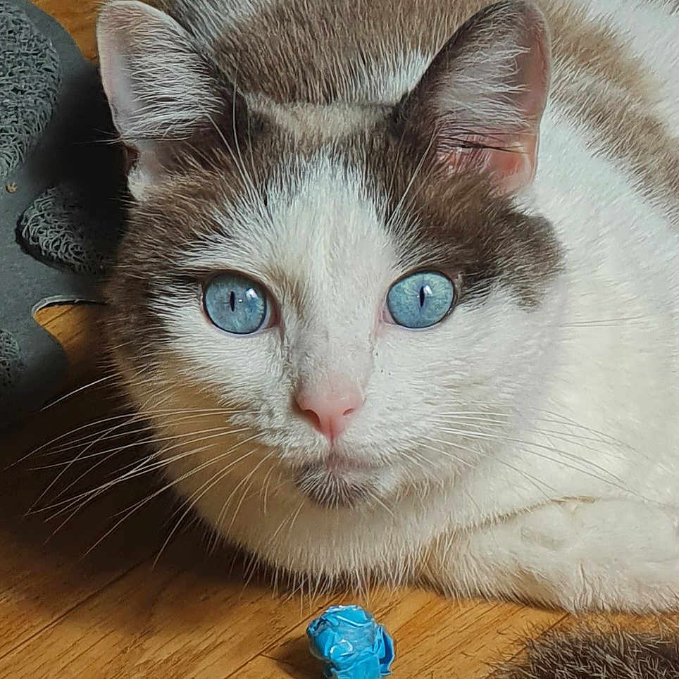 Sookie