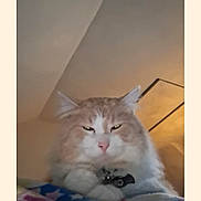 Ollie joined the competition — help win amazing prizes! animal, blanket, cat, collar, colorful, cozy, cute, ears, eyes, feline, fluffy, fur, home, indoor, mammal, pet, pink_nose, relaxed, resting, whiskers