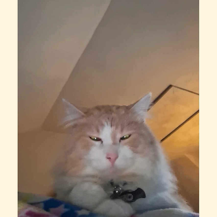 Ollie joined the competition — help win amazing prizes! animal, blanket, cat, collar, colorful, cozy, cute, ears, eyes, feline, fluffy, fur, home, indoor, mammal, pet, pink_nose, relaxed, resting, whiskers