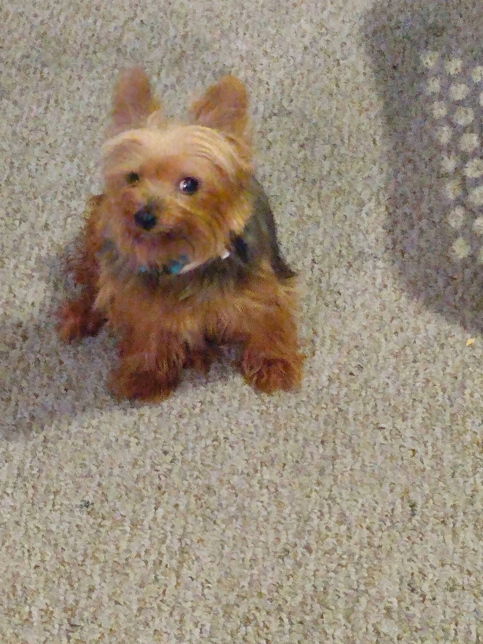 Roxi joined the competition — help win amazing prizes! australian_silky_terrier, australian_terrier, biewer_terrier, canidae, carnivore, companion_dog, dog, dog_breed, maltepoo, mammal, morkie, norwich_terrier, puppy, rare_breed_dog, small_terrier, terrier, toy_dog, vertebrate, yorkipoo, yorkshire_terrier