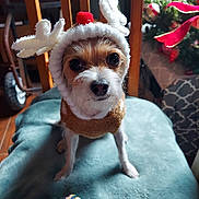 Freddie joined the competition — help win amazing prizes! dog, puppy, reindeer_hat, festive, christmas, holiday, costume, pet, portrait, close_up, sitting, chair, teal, indoor, home, plant, red_bow, fluffy, cute, animal