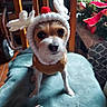 dog, puppy, reindeer_hat, festive, christmas, holiday, costume, pet, portrait, close_up, sitting, chair, teal, indoor, home, plant, red_bow, fluffy, cute, animal
