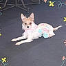 Freddie is registered to the contest to win money with this photo: dog, puppy, pet, animal, lying_down, floor, outdoor_like, costume, clothing, pastel, pink, blue, white, butterfly, flowers, decorative_border, portrait, small_dog, alert, cute