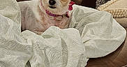 Freddie is registered to the contest to win money with this photo: dog, small_dog, pet, portrait, sitting, blanket, couch, leather, indoors, home, cozy, cute, collar, pink, fluffy, brown, white, ears, looking_at_camera, companion_animal
