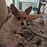 Freddie joined the competition — help win amazing prizes! dog, small_dog, scruffy_dog, white_dog, pointy_ears, lying_down, relaxed, pet, animal, fur, black_nose, dark_eyes, floral_bedding, bed, bedroom, window, blinds, indoor, portrait, cute
