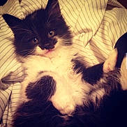 Stache is registered to the contest to win money with this photo: animal, bed, black_and_white, blue_eyes, cat, cute, fluffy, fur, indoor, kitten, lying_down, pet, pink_tongue, portrait, raised_paw, relaxed, sleeping, striped_bedding, upside_down, whiskers