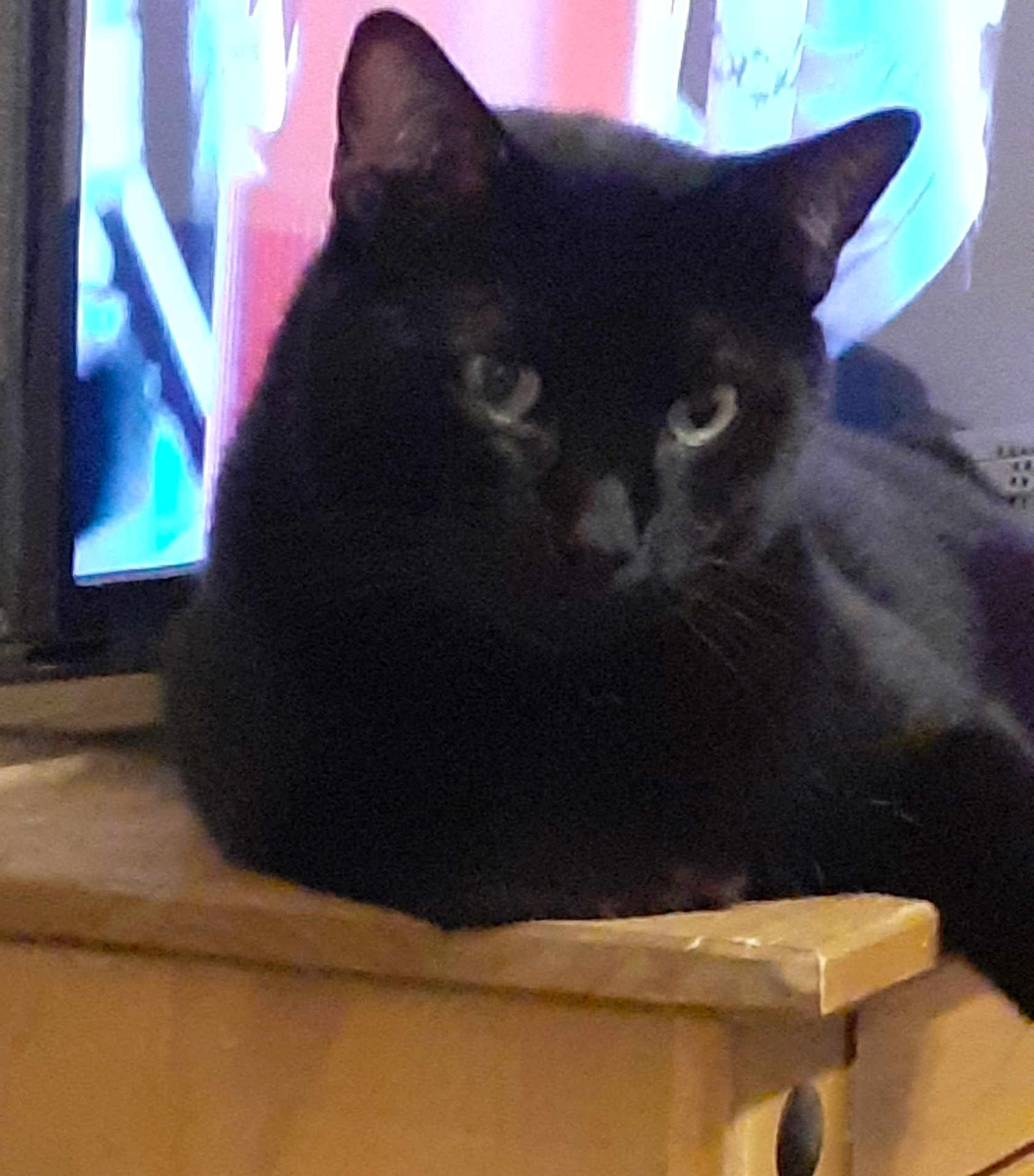 Loumoumba a rejoint le concours — aidez-le/la à gagner de superbes lots ! cat, black_cat, animal, pet, indoor, wood, furniture, resting, eyes, ears, closeup, blurred, background, domestic, mammal, cute, feline, table, relaxed, laying
