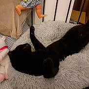 Loumoumba a rejoint le concours — aidez-le/la à gagner de superbes lots ! animal, bed, black_cat, cat, cozy, cute, doll, fabric, fluffy_bed, furniture, home, indoor, legs, pet, relaxing, sleeping, soft, stretching, stuffed_unicorn, toy