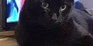 Loumoumba participe au concours pour gagner de l'argent avec cette photo : animal, blackcat, cat, computerhardware, drawer, electronics, furniture, hardware, kitten, manx, monitor, pet, screen, tv