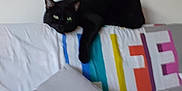 Loumoumba a rejoint le concours — aidez-le/la à gagner de superbes lots ! animal, architecture, bed, bedroom, blackcat, blanket, building, cat, couch, cushion, furniture, homedecor, indoors, kitten, livingroom, manx, pet, pillow, quilt, room