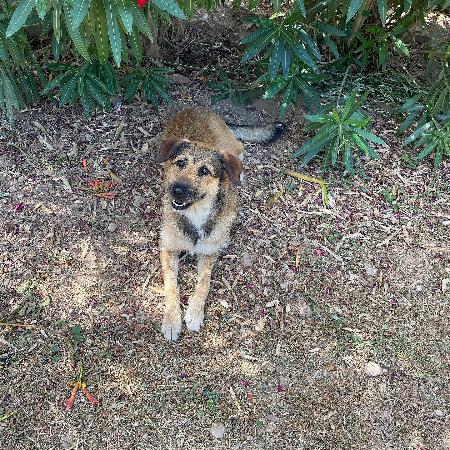 Louna