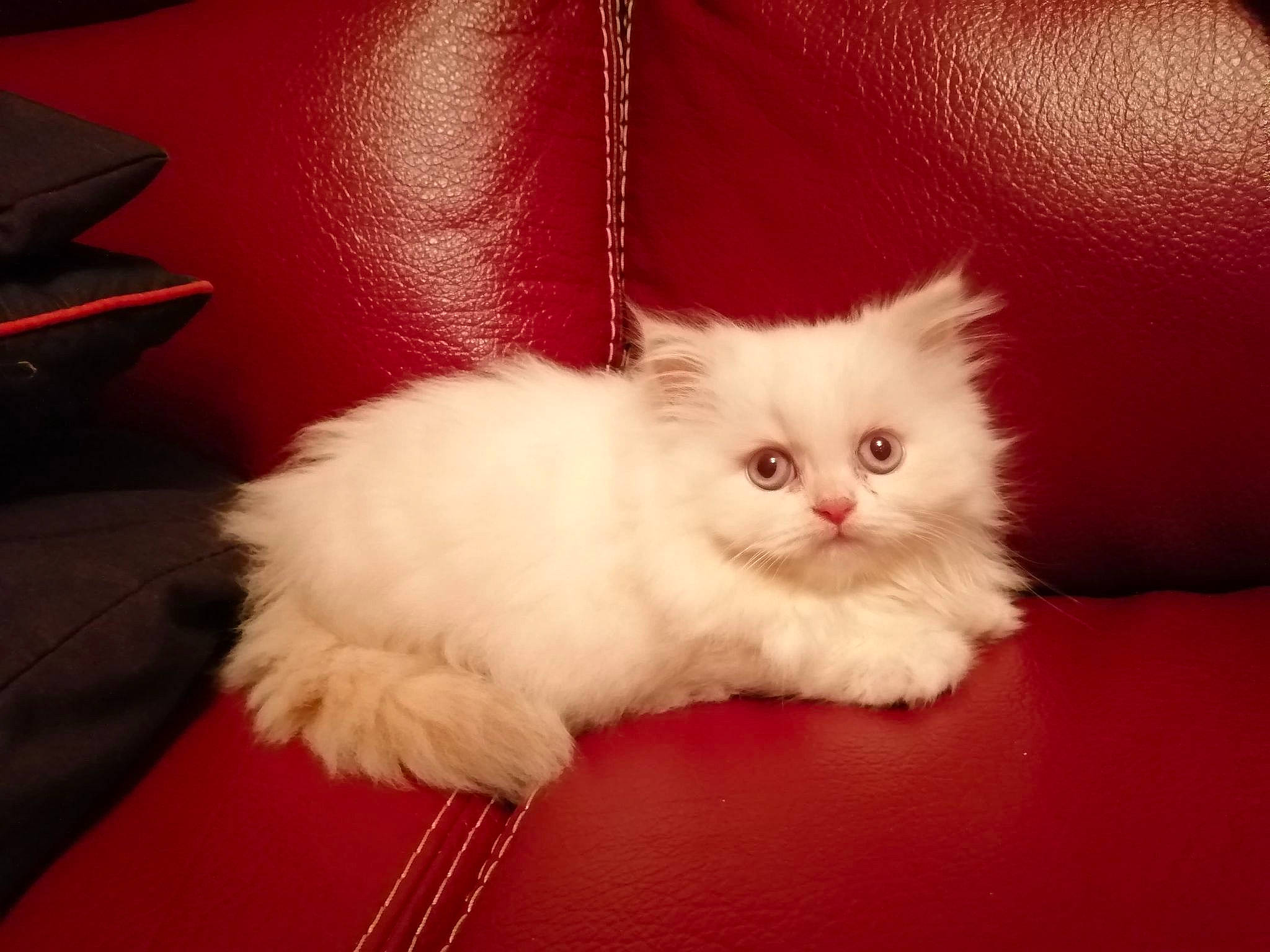 Rose-alba participe au concours pour gagner de l'argent avec cette photo : carnivore, cat, couch, felidae, fur, iris, kitten, small_to_medium_sized_cats, vertebrate, whiskers