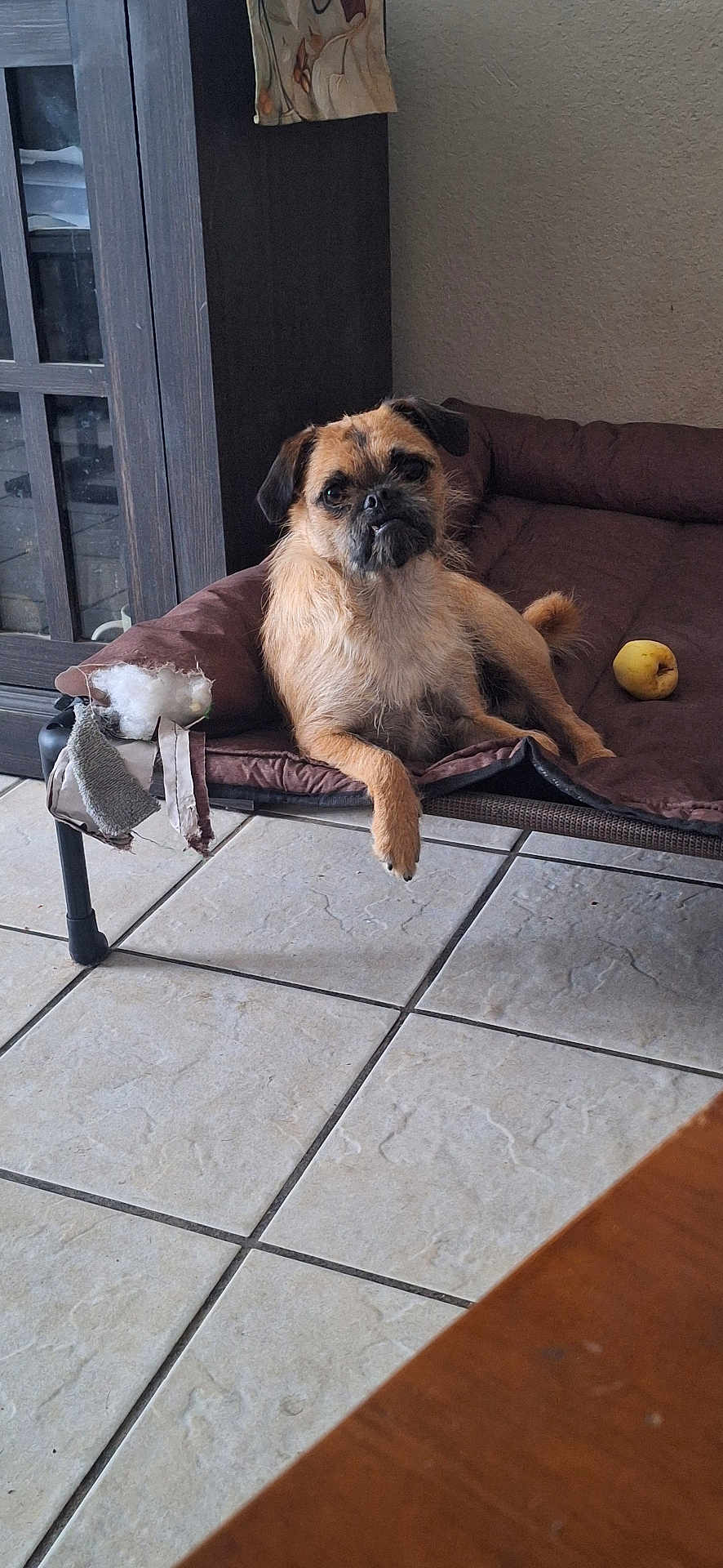 Reggie joined the competition — help win amazing prizes! dog, pet_bed, toy, apple, tile_floor, indoor, brown_dog, relaxed, furniture, cabinet, cozy, scruffy, small_dog, looking_at_camera, domestic, animal, resting, home, flooring, curious