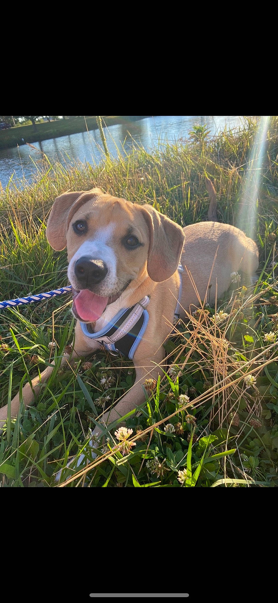 Ollie Max joined the competition — help win amazing prizes! ball, canidae, carnivore, companion_dog, dog, dog_breed, fawn, grass, gun_dog, hound, labrador_retriever, plant, retriever, snout, sporting_group, sunlight, tail, whiskers, wildlife, working_animal