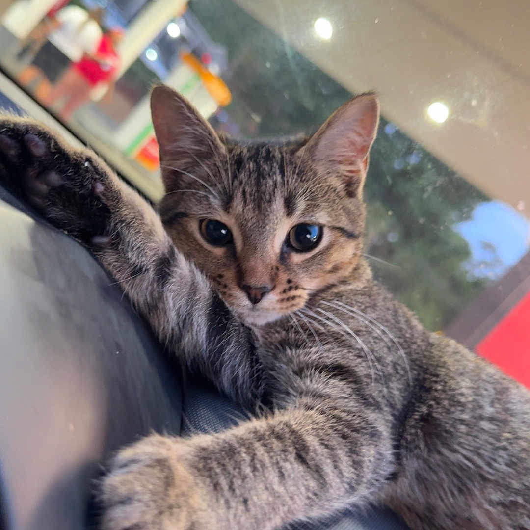 Bri joined the competition — help win amazing prizes! animal, blurred_background, cat, closeup, curious, daylight, ears, feline, fur, indoor, looking, paw, pet, relaxed, stretching, tabby, texture, whiskers, window, young_cat