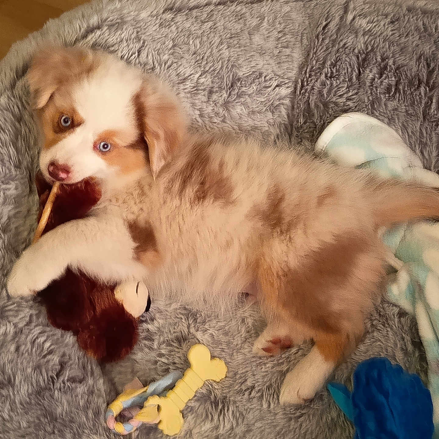 Boogie a rejoint le concours — aidez-le/la à gagner de superbes lots ! puppy, dog, blue_eyes, fluffy, toy, stuffed_animal, blanket, pet_bed, chewing, playful, indoor, cozy, fur, animal, cute, relaxed, colorful, pet_toys, lying_down, young