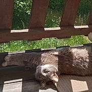 Mariea a rejoint le concours — aidez-le/la à gagner de superbes lots ! cat, gray_cat, stretching, wooden_bench, sunlight, shadows, outdoor, greenery, relaxed, pet, animal, feline, nature, daylight, wood, fur, resting, summer, peaceful, domestic_cat