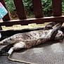 Mariea a rejoint le concours — aidez-le/la à gagner de superbes lots ! cat, stretching, bench, wood, fur, paws, outdoor, mat, relaxing, animal, pet, gray_fur, white_paws, garden, nature, colorful_cloth, wooden_slats, resting, daylight, peaceful