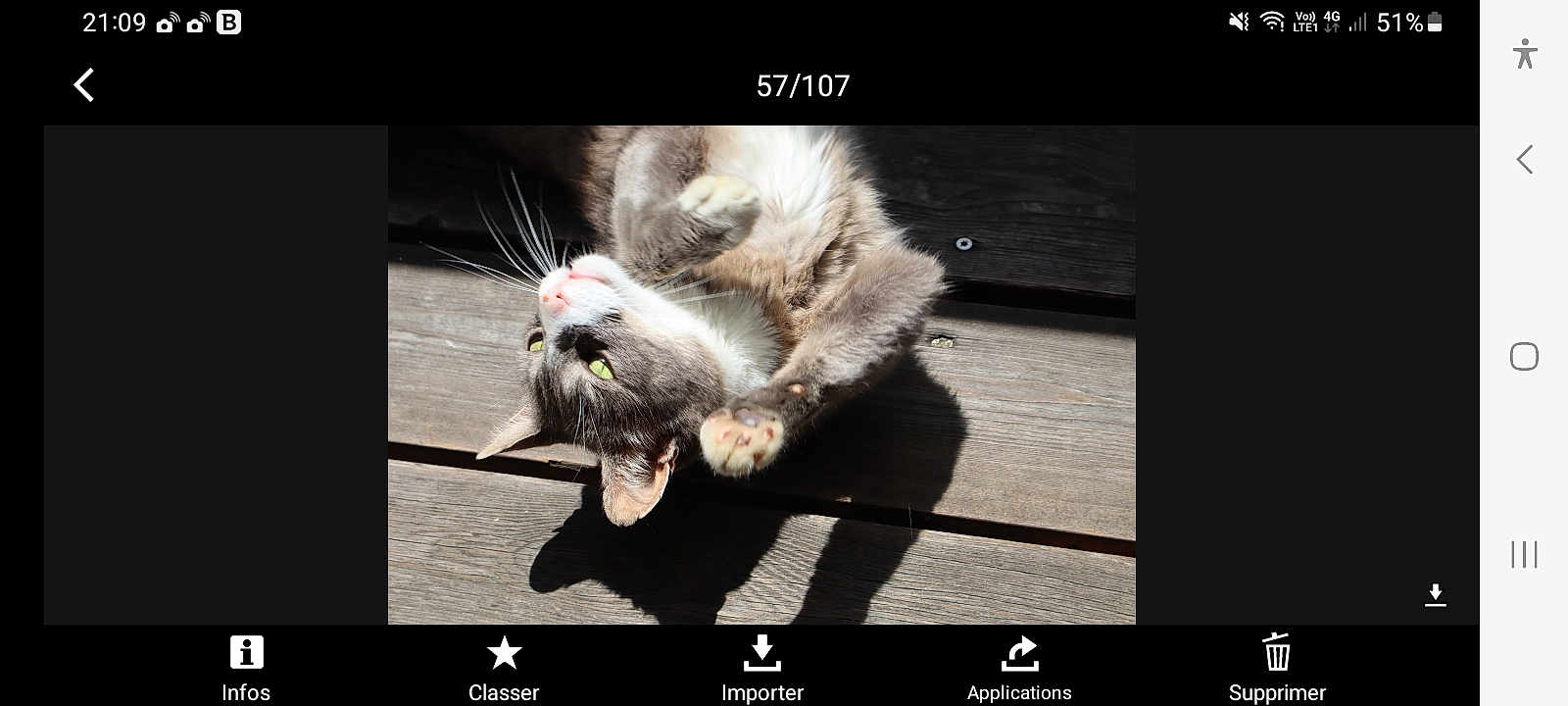 Mariea participe au concours pour gagner de l'argent avec cette photo : cat, animal, pet, fur, whiskers, paws, wood, sunlight, shadow, relaxing, playful, outdoor, green_eyes, cute, sleepy, resting, domestic, mammal, grey_fur, white_fur