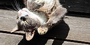 Mariea a rejoint le concours — aidez-le/la à gagner de superbes lots ! cat, gray_cat, white_fur, green_eyes, paws, whiskers, wooden_deck, sunlight, shadow, pet, animal, outdoor, playful, relaxed, feline, close_up, fur_texture, daylight, nature, domestic_animal