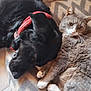 Mariea a rejoint le concours — aidez-le/la à gagner de superbes lots ! dog, cat, bandana, blanket, pattern, floor, pet, fur, snuggling, resting, indoor, cozy, animal, companion, cute, relaxed, sleepy, friends, paw, cute_animals