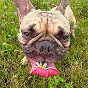 Nova joined the competition — help win amazing prizes! animal, close_up, cute, daisy, dog, ears, flower, french_bulldog, grass, green, meadow, nature, nose, outdoor, pet, pink_tongue, playful, summer, tongue, wildflowers